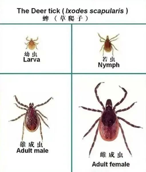 小小虫子危害大，清明踏青须当心！还要防范这些“开春病”→