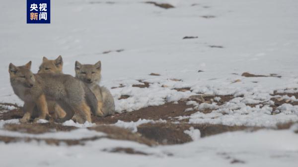 青海玉树：藏狐一家甜蜜出行
