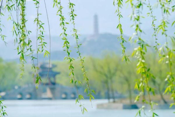 【健康】今日清明｜你不知道的养生秘诀