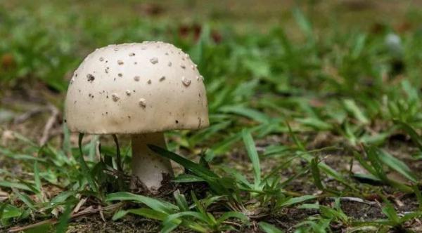 【健康】今日清明｜你不知道的养生秘诀