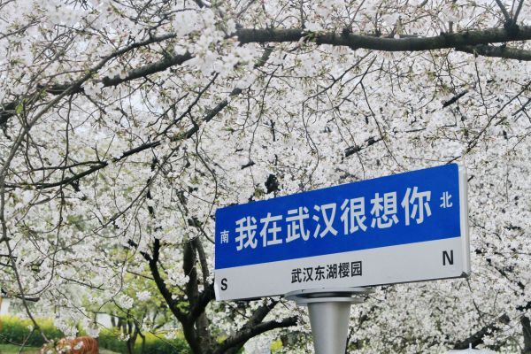 武汉东湖樱花园4月6日闭园，明天过后明年见！