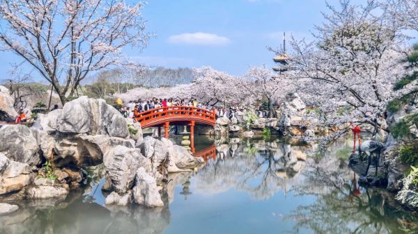 武汉东湖樱花园4月6日闭园，明天过后明年见！