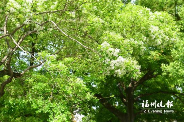 惊艳！福州百岁流苏树，盛放！