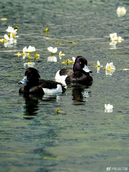 今日清明：万物生长，春和景明