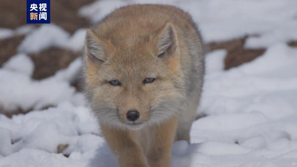 青海玉树：藏狐一家甜蜜出行