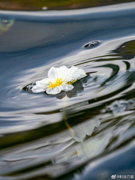 今日清明：万物生长，春和景明