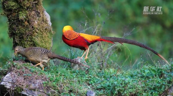 湖北建始：野生红腹锦鸡的惬意生活