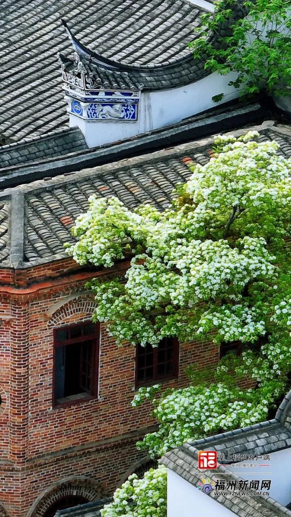 惊艳！福州百岁流苏树，盛放！