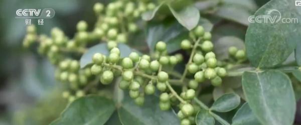 重庆江津：特色花椒 海外飘香
