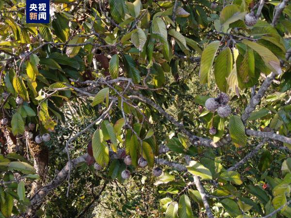 云南德宏发现中国龙脑香科植物新记录——盈江柳安