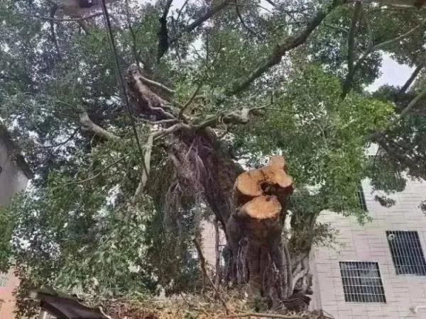 这种树的树枝砍不得!这几人已涉嫌犯罪 这种树的树枝砍不得!这几人已涉嫌犯罪