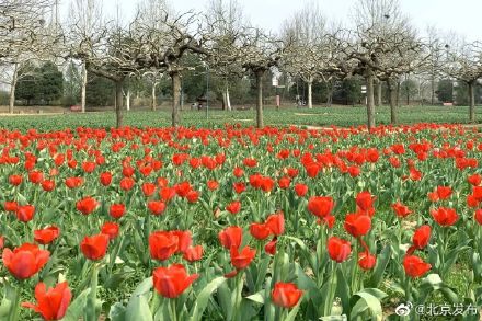 2023北京郁金香文化节启动！六大展区可观郁金香花海