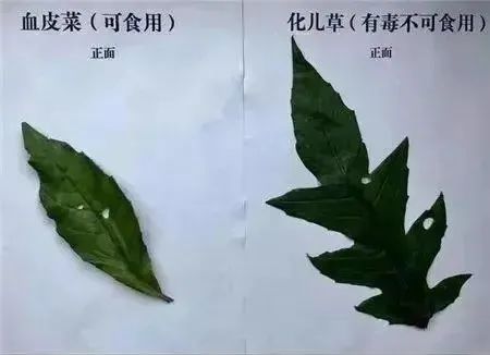 已致多人中毒！丨陕西省卫健委紧急提示