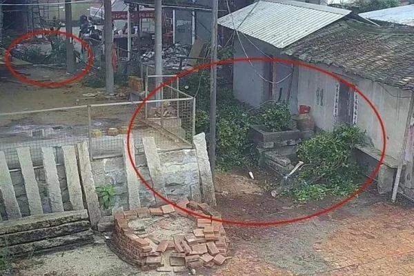 这种树的树枝砍不得!这几人已涉嫌犯罪 这种树的树枝砍不得!这几人已涉嫌犯罪