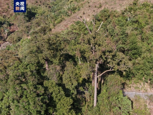 云南德宏发现中国龙脑香科植物新记录——盈江柳安