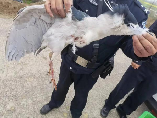 仙桃警方破获一起非法捕猎国家“三有”保护野生动物案