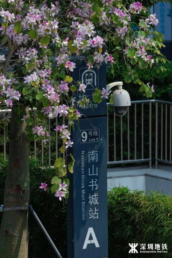 冲上热搜！深圳地铁站被全国网友围观了