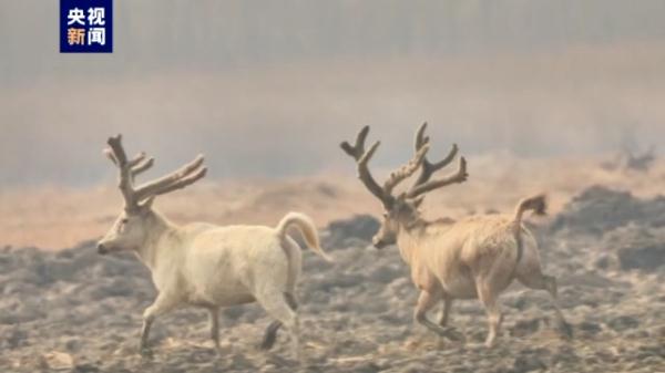 极其罕见!天津七里海湿地现白色麋鹿 极其罕见!天津七里海湿地现白色麋鹿