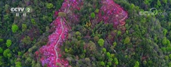 又是一年春好处 “花果经济”催热乡村旅游 又是一年春好处 “花果经济”催热乡村旅游