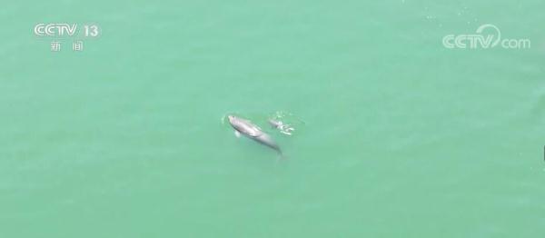 长江生态持续向好 “水中大熊猫”江豚现身宜昌江段 长江生态持续向好 “水中大熊猫”江豚现身宜昌江段