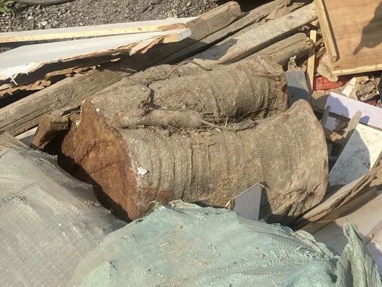 这种树的树枝砍不得!这几人已涉嫌犯罪 这种树的树枝砍不得!这几人已涉嫌犯罪