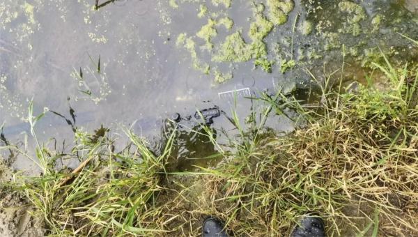 仙桃警方破获一起非法捕猎国家“三有”保护野生动物案