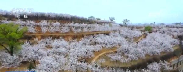 又是一年春好处 “花果经济”催热乡村旅游 又是一年春好处 “花果经济”催热乡村旅游