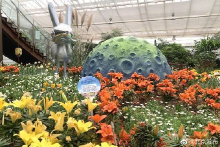 2023北京郁金香文化节启动！六大展区可观郁金香花海