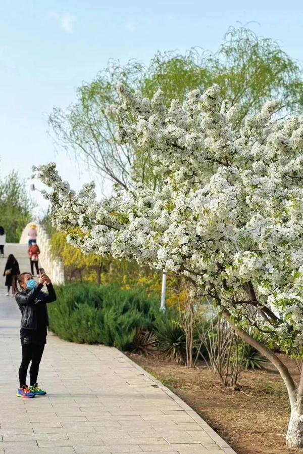 就在明天！天津市首届牡丹文化节！约吗？