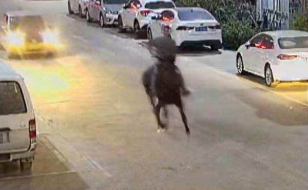 男子路上“策马奔腾”,潇洒一回代价太大 男子路上“策马奔腾”,潇洒一回代价太大