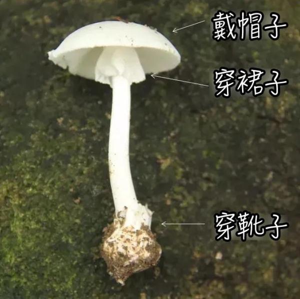 紧急提醒！“毒王”上线！已现身凤凰山，千万别碰！