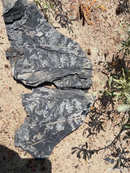 西北地区发现侏罗纪被子植物化石