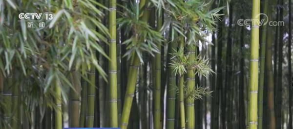 江南春笋加速北上 物流配送提速加快优质农产品流通 江南春笋加速北上 物流配送提速加快优质农产品流通