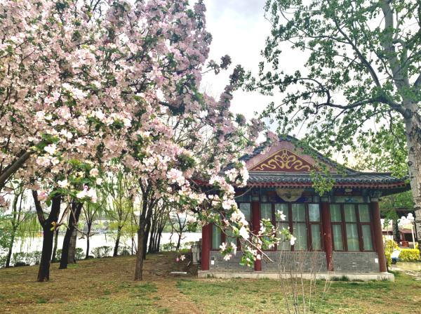 就在明天！天津市首届牡丹文化节！约吗？