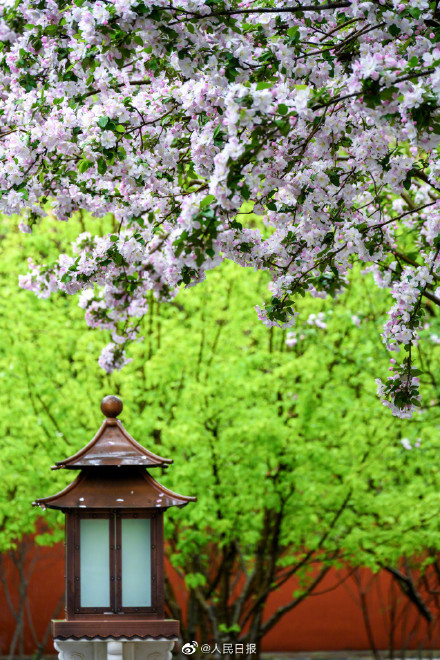 春日清冷感！故宫春雨遇上花开的古风意境