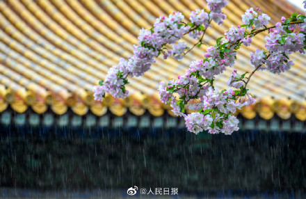 春日清冷感！故宫春雨遇上花开的古风意境