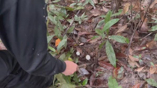 紧急提醒！“毒王”上线！已现身凤凰山，千万别碰！