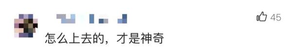 哪位“大佬”把共享单车扛到梧桐山顶？网友：是个人才