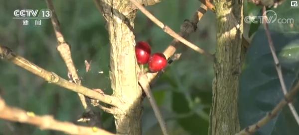 洪都拉斯咖啡产业从业者期待洪中建交带来新机遇 洪都拉斯咖啡产业从业者期待洪中建交带来新机遇