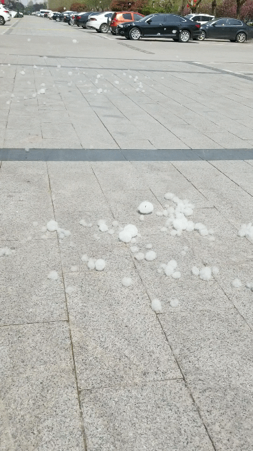 又到一年飞絮时！2023杨柳絮预警地图 来了 这些地方将进入高发期