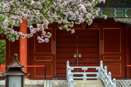 春日清冷感！故宫春雨遇上花开的古风意境