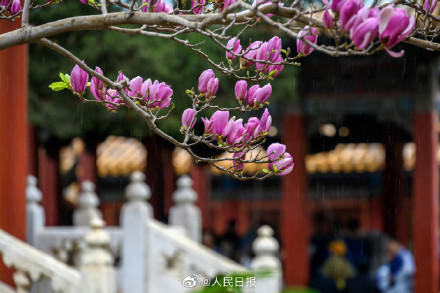 春日清冷感！故宫春雨遇上花开的古风意境
