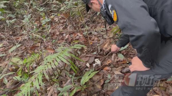 紧急提醒！“毒王”上线！已现身凤凰山，千万别碰！