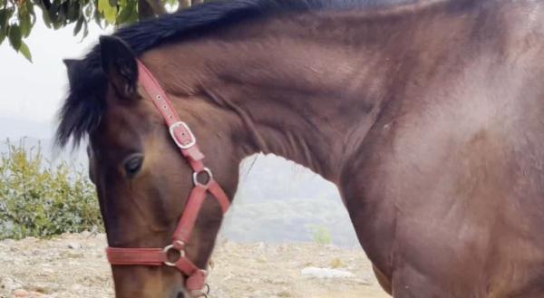 男子路上“策马奔腾”,潇洒一回代价太大 男子路上“策马奔腾”,潇洒一回代价太大