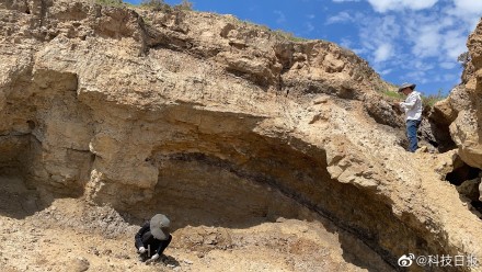 西北地区发现侏罗纪被子植物化石