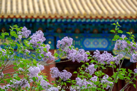 春日清冷感！故宫春雨遇上花开的古风意境