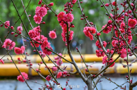 春日清冷感！故宫春雨遇上花开的古风意境