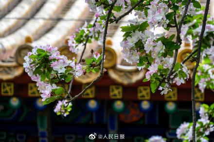 春日清冷感！故宫春雨遇上花开的古风意境