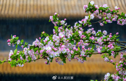 春日清冷感！故宫春雨遇上花开的古风意境