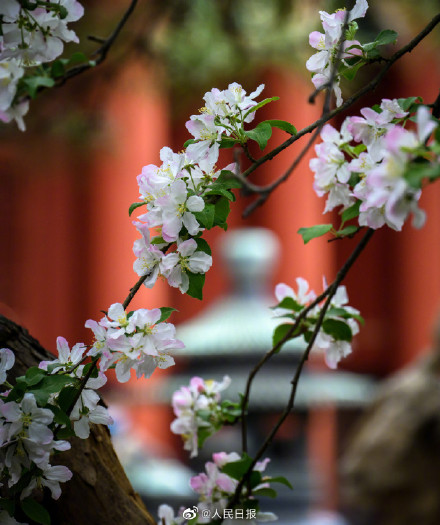 春日清冷感！故宫春雨遇上花开的古风意境